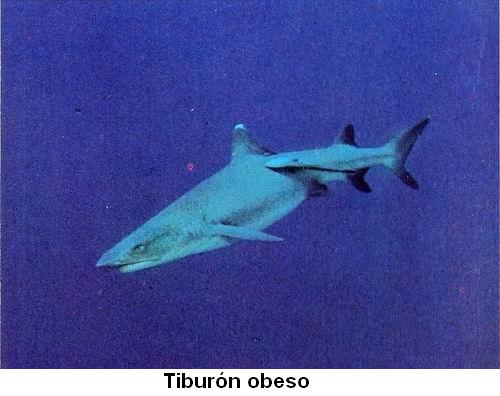 Tiburón obeso.jpg